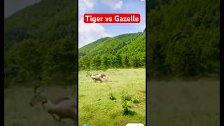 Tiger vs Gazelle Tazama vita kali ya swala na Chui🔥shorts subscribe [upl. by Kentigerma396]