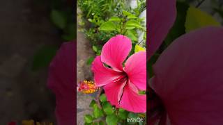 hybrid hibiscus winter me bhi phool dene vala hibiscus 🌺🌺 [upl. by Krein]