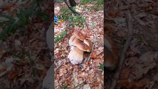 Beautiful mushrooms from Eastern Europe funghi porcini boletus grzyby гриби [upl. by Patrick]