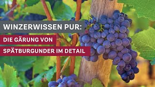 Winzerwissen Die Gärung des Spätburgunders im Detail 🍇🍷 [upl. by Hacceber]