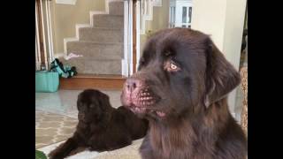 Newfoundland Puppy Boomer sounds more like a Rooster than a dog [upl. by Diarmuid]