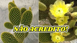 10 ESPÉCIES DE CACTOS QUE FLORESCEM E VOCÊ NÃO SABIA [upl. by Furnary108]