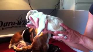 Bellas newborn basset hound pups [upl. by Emylee]