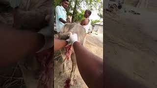 Cow placenta ber korar niom😊 reels shorts viralshort animalslover viralvideo [upl. by Asaph748]