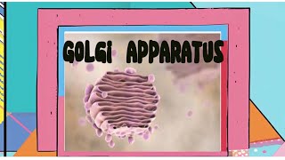 Class9biologychapter no 4golgi apparatus diagramstructurelabelling [upl. by Eikkin202]