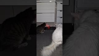 Super Ball für Katzen cat mainecoon catlover katze pets shorts [upl. by Gaultiero173]