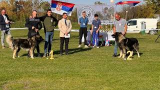 Sarplaninac  Temerin Dog Show 2024  home version [upl. by Daitzman]