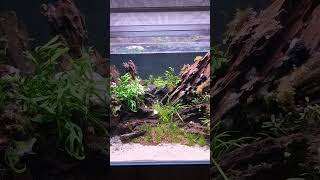 Schooling Fish in Planted Aquarium [upl. by Line]