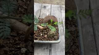 Bursera Microphylla Little LeafCopal [upl. by Goodson]