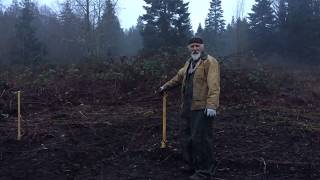 How to Harvest Butterbur with Michael Pilarski quotSkeeterquot [upl. by Kammerer581]