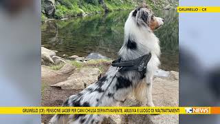 Grumello Cr pensione lager per cani chiusa definitivamente Abusiva e luogo di maltrattamenti [upl. by Nodlehs]