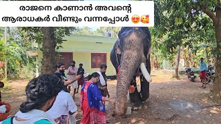 Pambadi Rajan🥰 രാജനാനയും ആരാധകരും പാർക്കാടിയിൽ  ചെന്താര അഞ്ഞൂർകുന്ന്  Parkkadi Pooram 2024 [upl. by Ahsiekrats784]