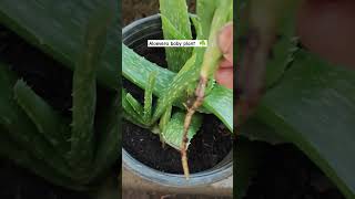 Aloevera plant baby plant separation [upl. by Ylluz569]