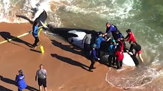 Helicopter video shows dead killer whale beached on Florida coast [upl. by Osborne]