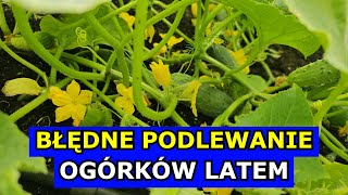 Błędne Podlewanie Ogórków Latem powoduje Gorzkość Gorszy wzrost a nawet Choroby Ogórka gruntowego [upl. by Adnowat]