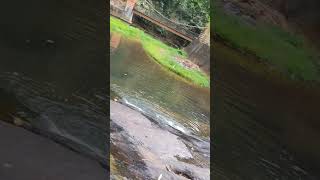 waterfall seashore enjoyeverydayoflife keralagodsowncountry shortvideo [upl. by Ttebroc]