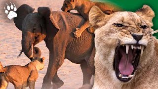 Un éléphant pris au piège par les lions  Savane  Documentaire animalier  HD  AMP [upl. by Anuahsal]