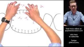 Protein Synthesis Part 1 of 2  Transcription [upl. by Nodnal277]