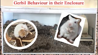 Gerbil enclosure and their behaviour [upl. by Eiuol]