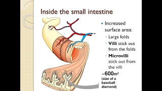 Surface area of the small intestine Plicae circularis Villi and Microvilli [upl. by Ordnasela]