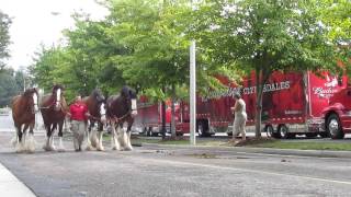 Clydesdales Morning Walk [upl. by Alurta721]