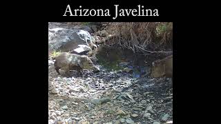 Javelina clacking teeth wildlife nature javelina [upl. by Litt]