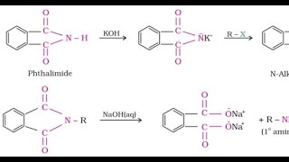 Gabriel phthalimide synthesis  for IIT JEE NEET AIIMS and Board Exams [upl. by Einiffit526]