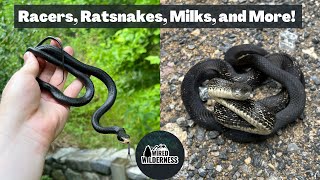 Western Maryland Snake Hunting Milksnakes Ratsnakes Copperheads and More [upl. by Capps]