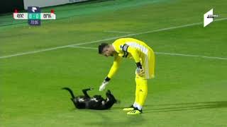 Dog interrupts soccer game wants belly rubs [upl. by Ariew313]