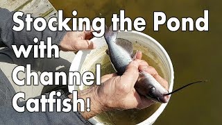 Stocking the Pond with Channel Catfish [upl. by Eanwahs]