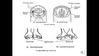 lecture 8 Medical Helminthology Phylum Nematoda [upl. by Lennon]