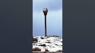 First Snow In Yorkshire Nr Whitby whitby christmas britishtown visitwhitby travel weather [upl. by Odnuges]