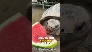 Galápagos Tortoise│Giant LongLiving Reptile with Unique Shells and Incredible Longevity [upl. by Ahsieyk]