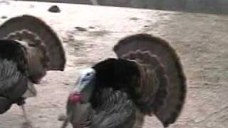 King Ranch Wild Turkey Attack [upl. by Asikal]