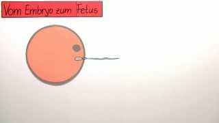 Vom Embryo zum Fetus  vorgeburtliche Entwicklung  Biologie  Humanbiologie [upl. by Hamo]