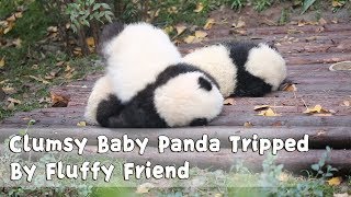 Clumsy Baby Panda Tripped By Fluffy Friend  iPanda [upl. by Debora]