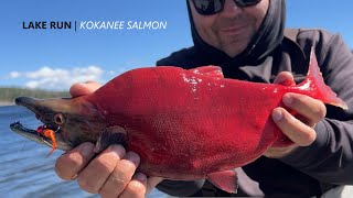 How to CATCH KOKANEE SALMON from Shore Lake Fishing [upl. by Selrahc]