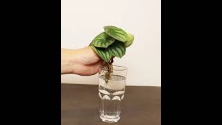 Beautiful Peperomia Watermelon growing in Water [upl. by Barton]