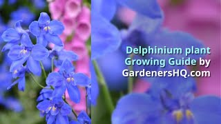 Delphinium Growing Guide by GardenersHQcom [upl. by Illak]