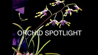 ORCHID SPOTLIGHT DENDROBIUM CANALICULATUM orchidspecies NewGuineaorchid [upl. by Meyeroff]