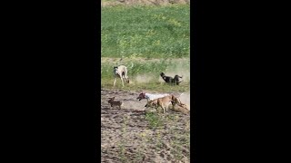 youtube  short Dog Vs Rabbit Race 2022  Hare Hunting  Hunting  Hare coursing 2022 [upl. by Vona]