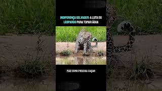 Indiferença selvagem animaisselvagens mundoanimal selvagem leopardo [upl. by Nutsud]