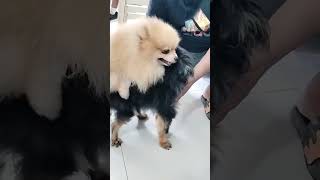 Dog breeding pomeranian dogstud doglover [upl. by Ludeman84]