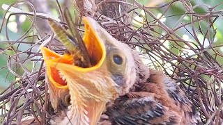 Moment 1  longtailed shrike in the nest [upl. by Alemat130]