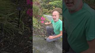 Cape Lily nerene bowdenii gardening permaculture explore adventure ideas subtropical [upl. by Gussie37]