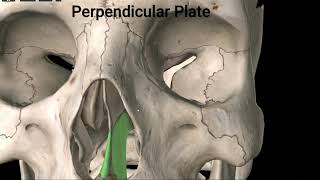 The Ethmoid Bone [upl. by Lillie933]