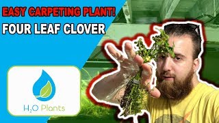 EASIEST CARPETING PLANT  Four Leaf Clover Aquarium Plant Guide [upl. by Parik]