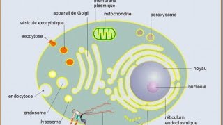 résumé biologie cellulaire svtu s1 [upl. by Borries]