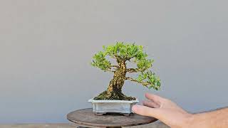 Bonsai Buxus Harlandii 8 Anos [upl. by Ahslek]