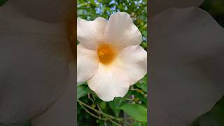 ALLAMANDA PLANTS CARE allamandaflower gardening flowers [upl. by Jueta]